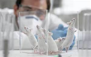Lab rats image